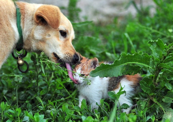 La conducta predatoria de los perros con los gatos La conducta predatoria de los perros con los gatos