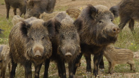 Una manada de jabal&iacute;es