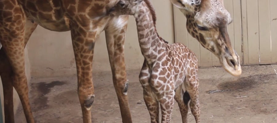 La pequeña jirafa junto a su madre La pequeña jirafa junto a su madre