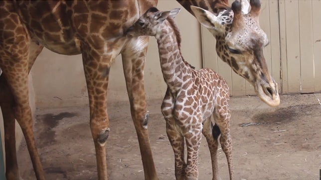 Una especie de jirafa en peligro de extinción nace en el Zoo de Barcelona Una especie de jirafa en peligro de extinción nace en el Zoo de Barcelona