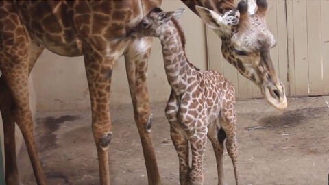 La peque&ntilde;a jirafa junto a su madre