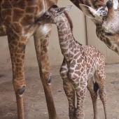 La pequeña jirafa junto a su madre