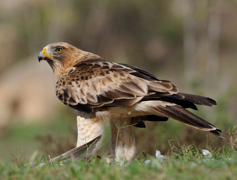 Naturaleza: Cómo se preparan las aves para la llegada de la primavera Naturaleza: Cómo se preparan las aves para la llegada de la primavera