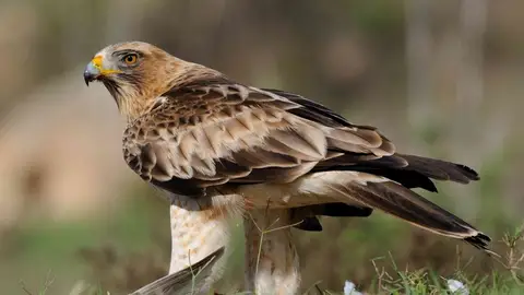 Conoce algunas de las aves que vuelven a casa por primavera Conoce algunas de las aves que vuelven a casa por primavera