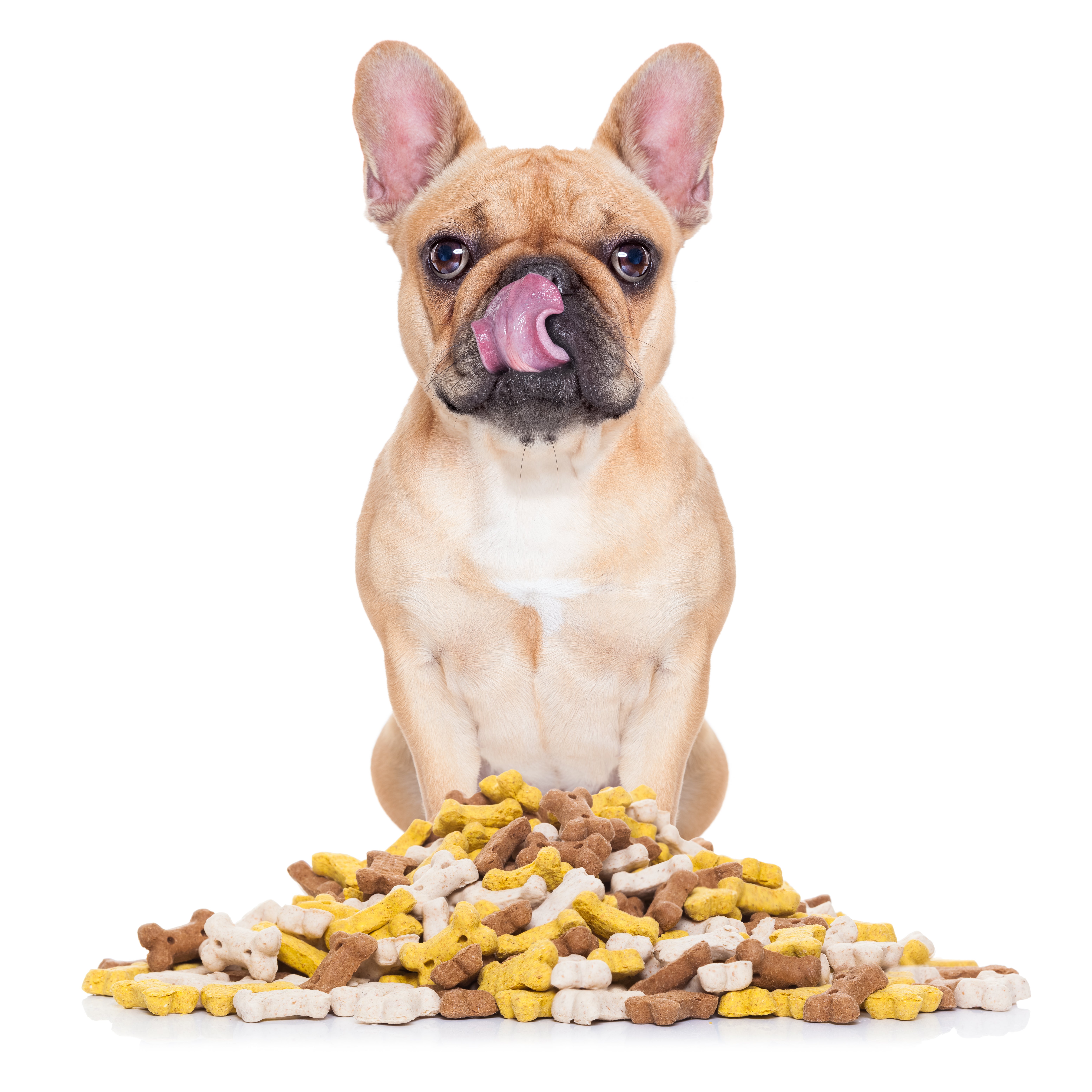 Las "chuches" favoritas de las mascotas Las "chuches" favoritas de las mascotas