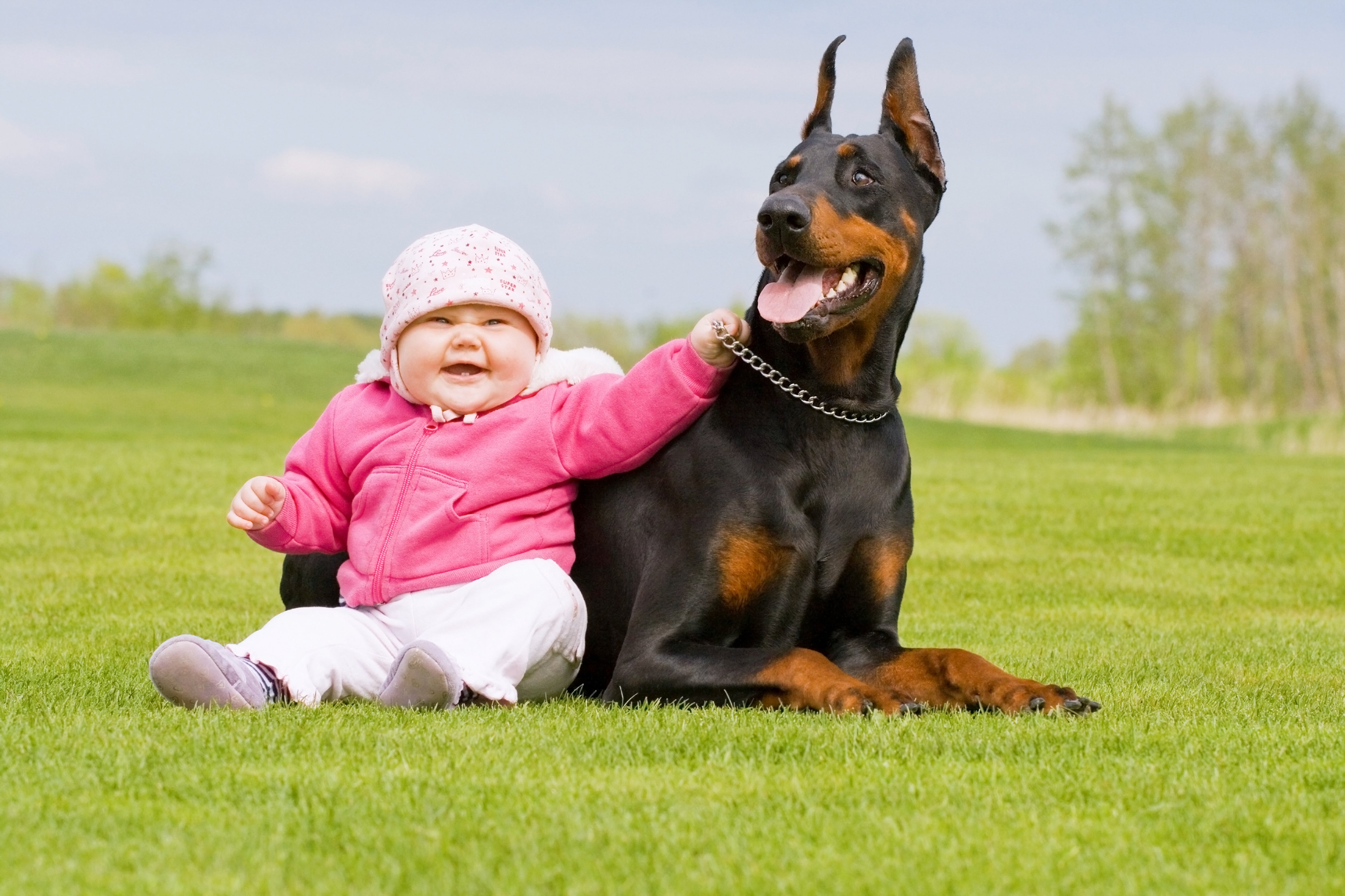 ¿Son los dóberman perros agresivos? ¿Son los dóberman perros agresivos?
