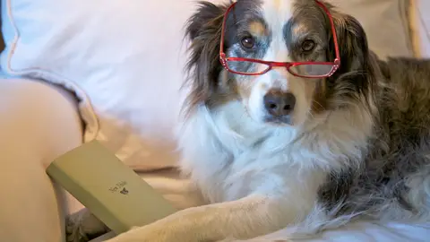 Perro viejo Perro viejo