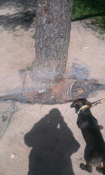 César, el perro que descubrió el delfín en la Casa de Campo César, el perro que descubrió el delfín en la Casa de Campo