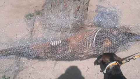 César, el perro que descubrió el delfín de la Casa de Campo César, el perro que descubrió el delfín de la Casa de Campo