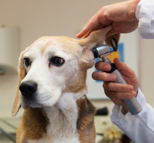 Veterinario revisando los oídos a un perro Veterinario revisando los oídos a un perro