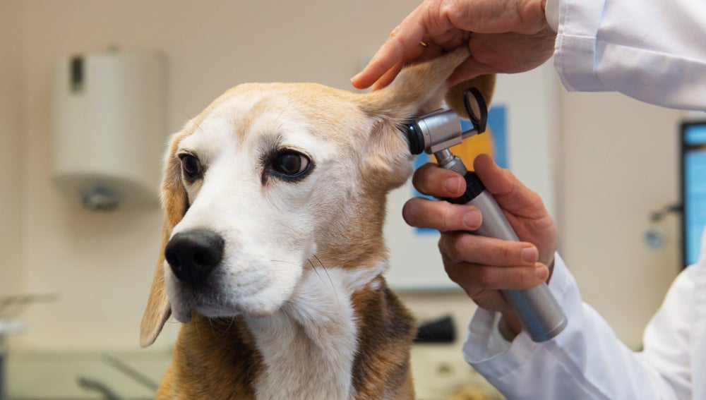 Veterinario revisando los oídos a un perro
