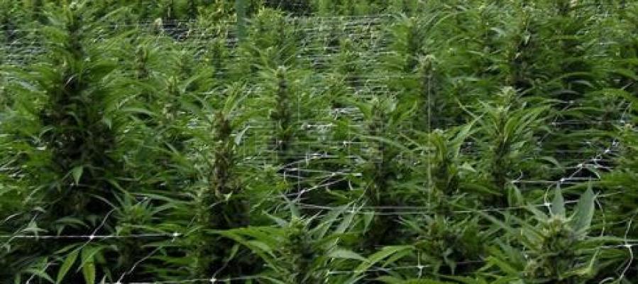 Plantación de marihuana Plantación de marihuana