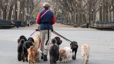 Doggy Park