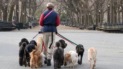 Doggy Park Doggy Park