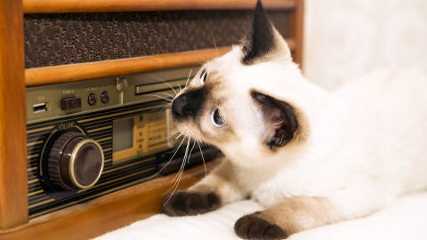 Gato escuchando la radio