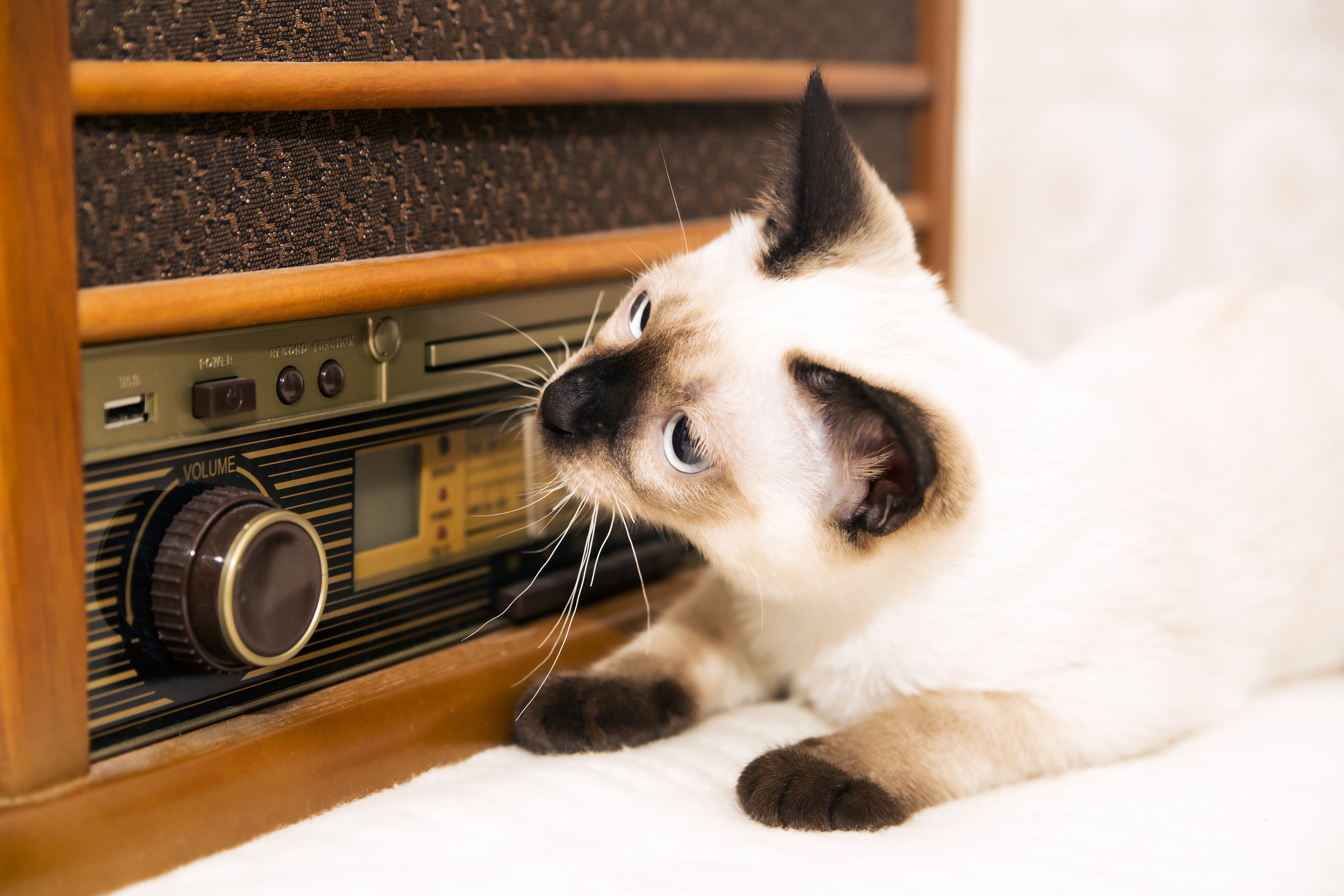 Andrew Halliday jalea cosecha Mi mascota también escucha Como el Perro y el Gato | Onda Cero Radio