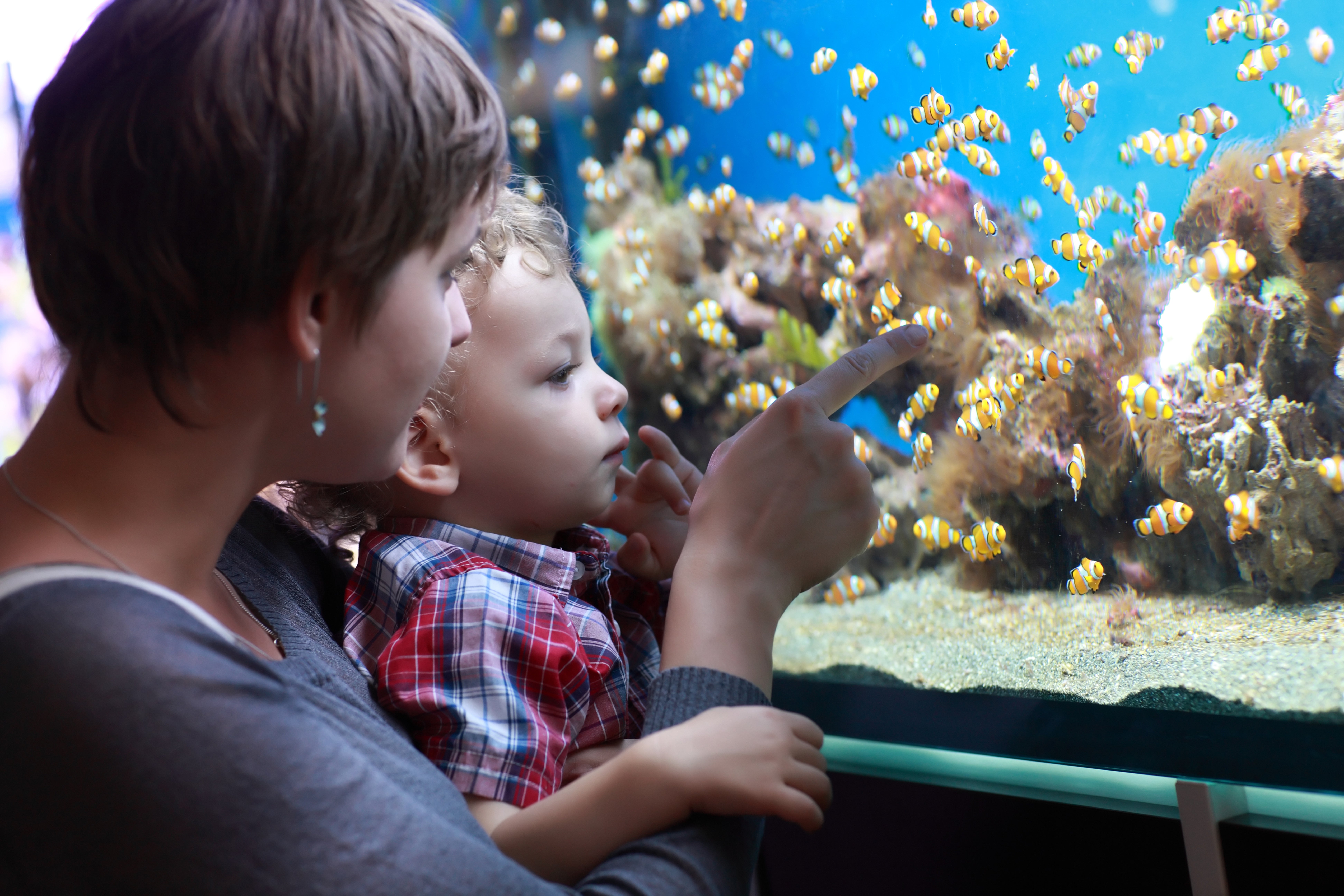 Las necesidades etológicas en los peces de acuario Las necesidades etológicas en los peces de acuario