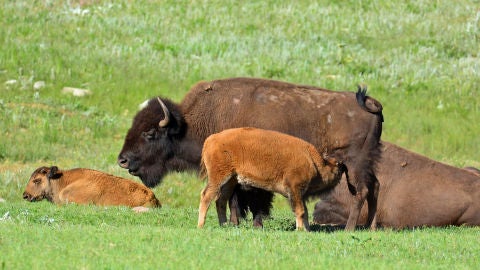 Familia de bisontes