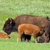 Familia de bisontes