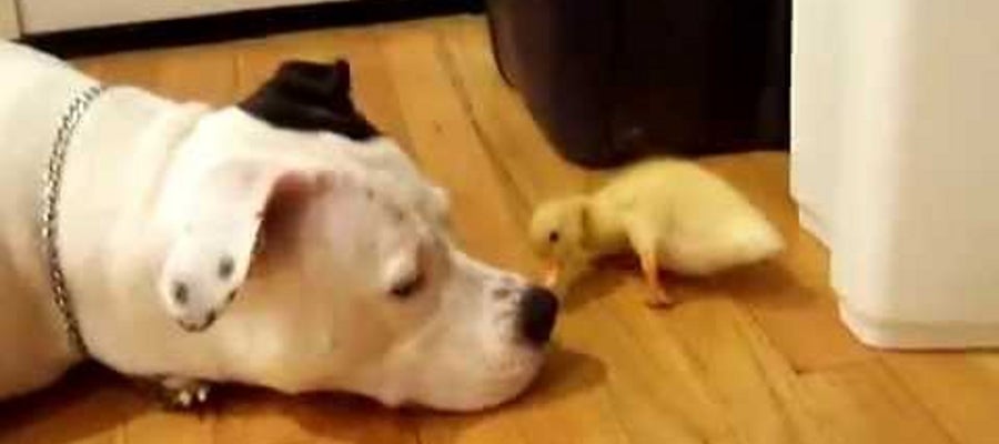 Pitbull Mercedes Pitbull Mercedes
