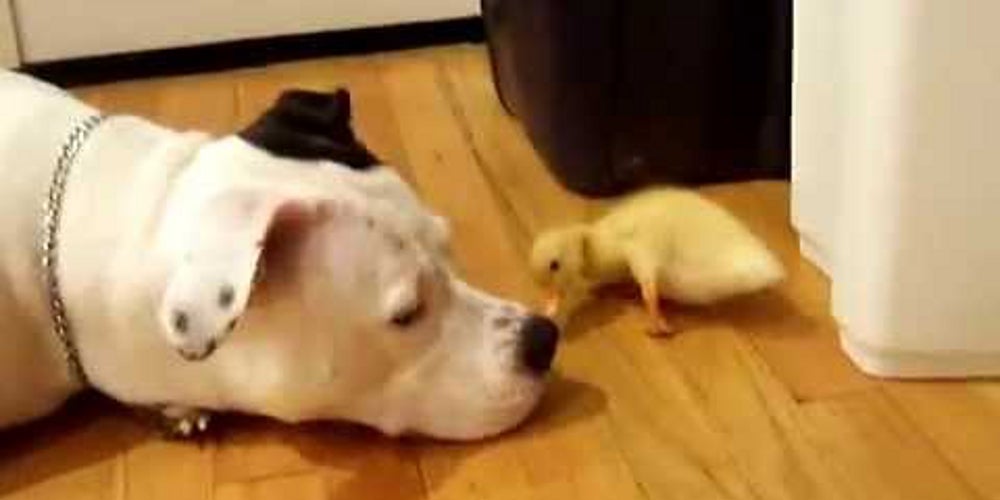 Montreal prohíbe los pitbull Montreal prohíbe los pitbull