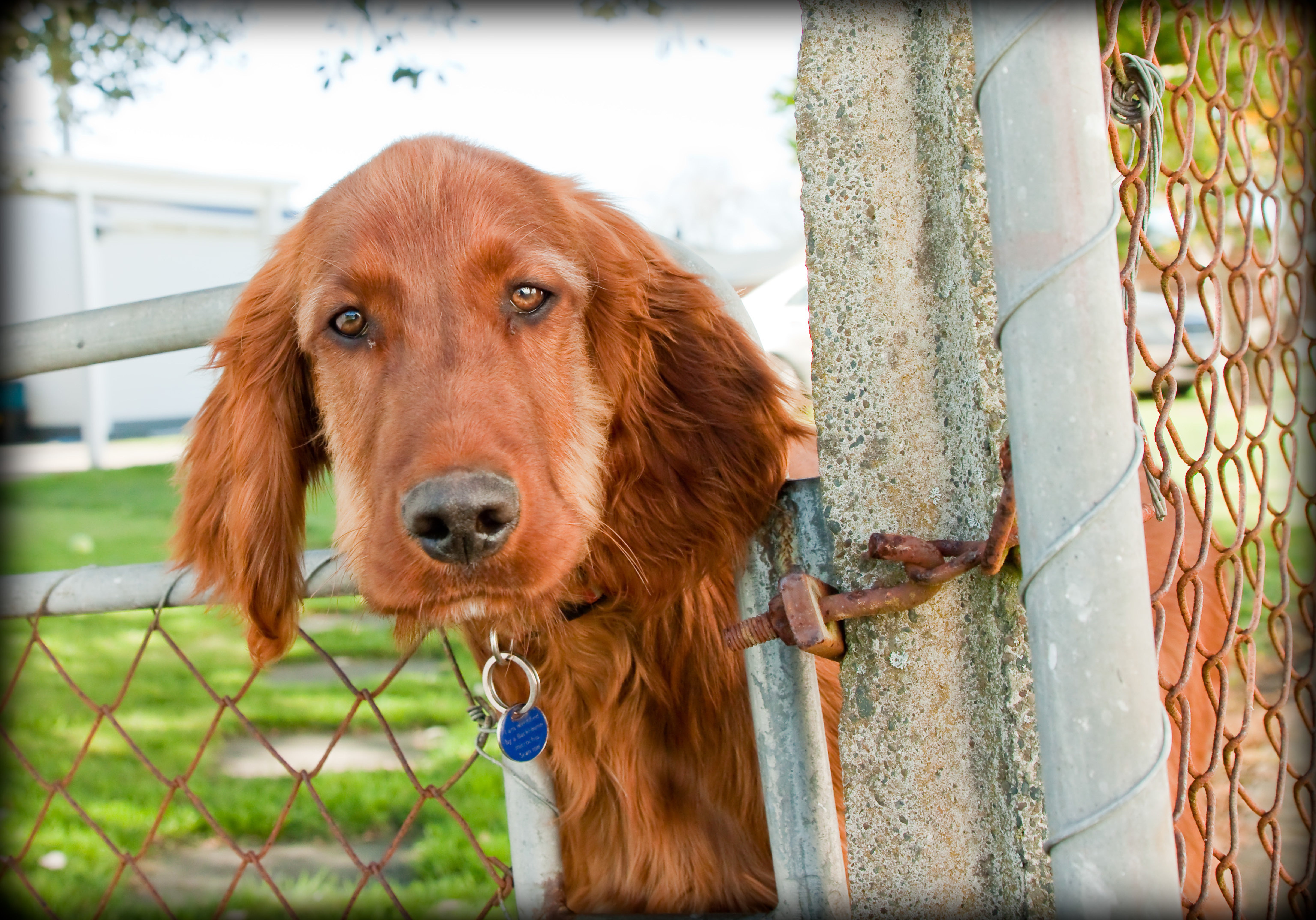 Perro a la fuga: enseña a tu perro a no escaparse Perro a la fuga: enseña a tu perro a no escaparse