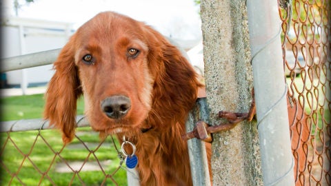 Perro escap&aacute;ndose