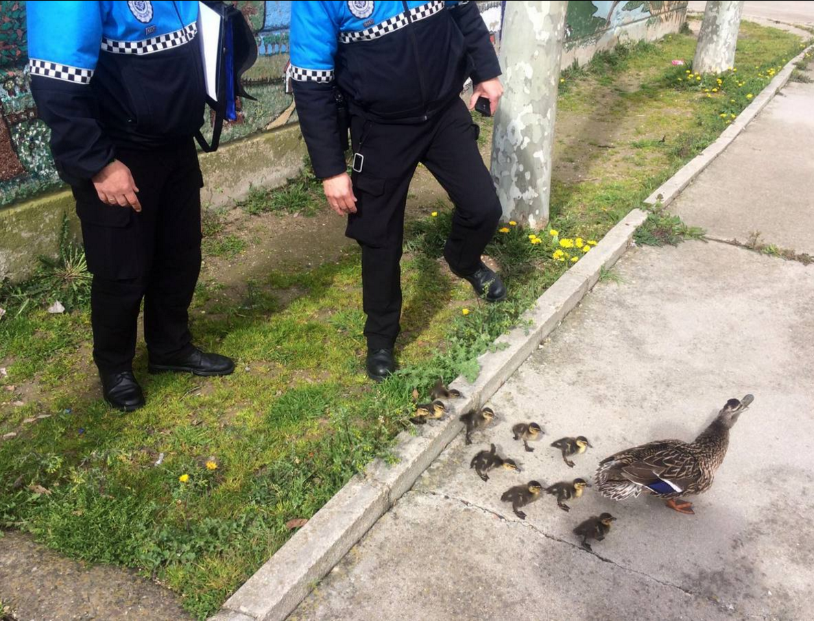 "La operación patito" salva a una familia de patos en Valladolid "La operación patito" salva a una familia de patos en Valladolid