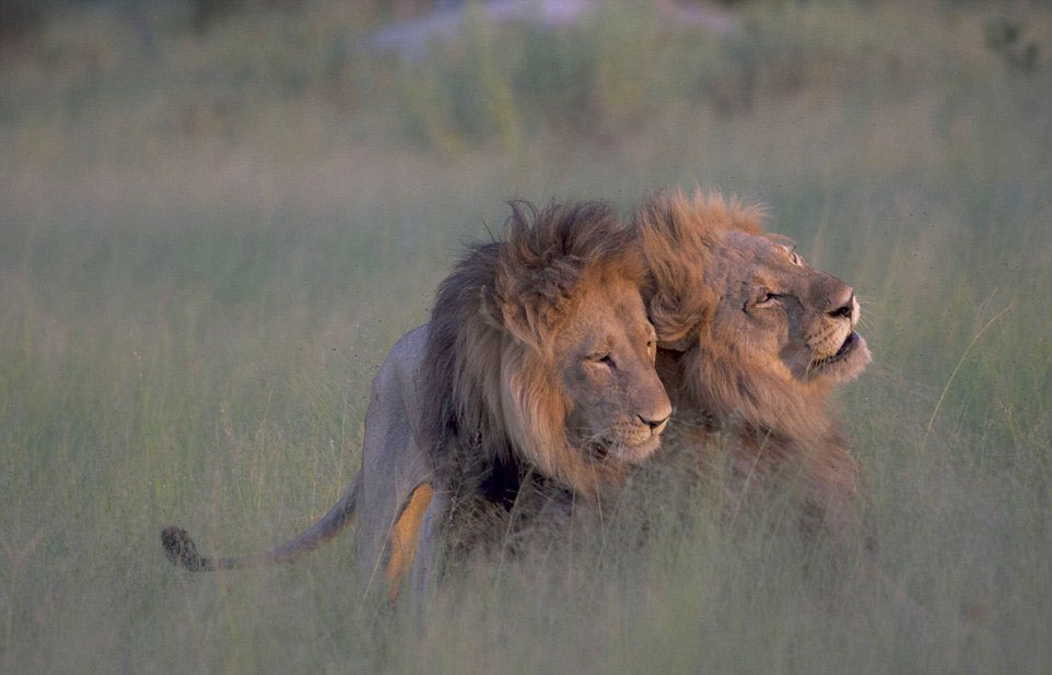 Una fotógrafa pilla "in franganti" a dos leones macho en Botswana Una fotógrafa pilla "in franganti" a dos leones macho en Botswana