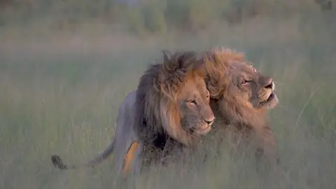Una pareja de dos leones macho en África Una pareja de dos leones macho en África