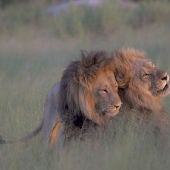 Una pareja de dos leones macho en África
