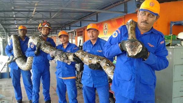 Capturada en Malasia una pitón de 7,5 m y más de 200 kgs Capturada en Malasia una pitón de 7,5 m y más de 200 kgs