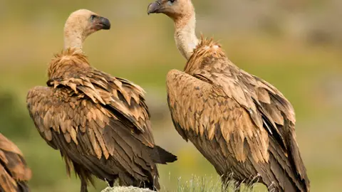 Buitres leonados Buitres leonados