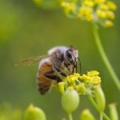 La abeja de la miel recolecta polen de n