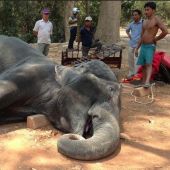 Elefante muerto en Camboya