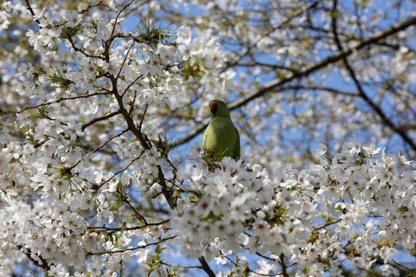La primavera comienza este lunes y durará 92 días La primavera comienza este lunes y durará 92 días