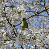 Imagen de un pájaro sobre un árbol en flor
