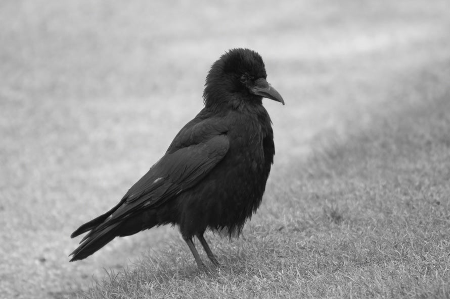 Eureka: Las inteligencia prodigiosa de los pájaros Eureka: Las inteligencia prodigiosa de los pájaros