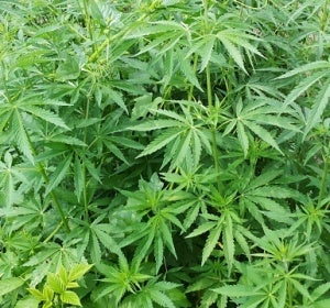 Planta de Marihuana Planta de Marihuana