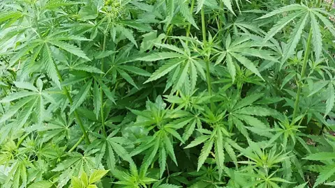 Planta de Marihuana Planta de Marihuana