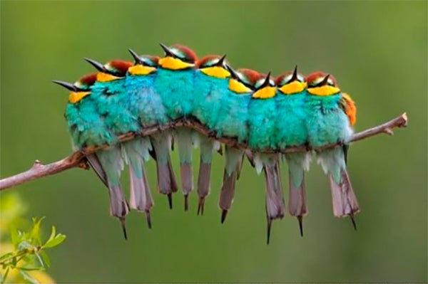 La Junta actualiza los materiales de turismo ornitológico para facilitar la planificación de los viajes La Junta actualiza los materiales de turismo ornitológico para facilitar la planificación de los viajes