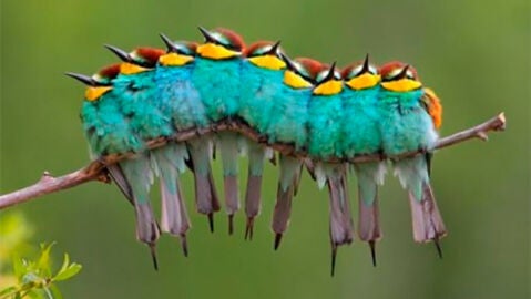 &iquest;P&aacute;jaros u orugas?