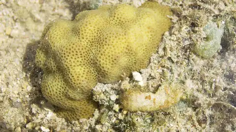 Esponja de mar Esponja de mar