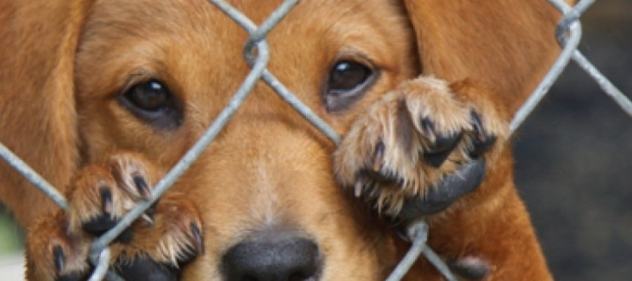 Un perro abandonado Un perro abandonado