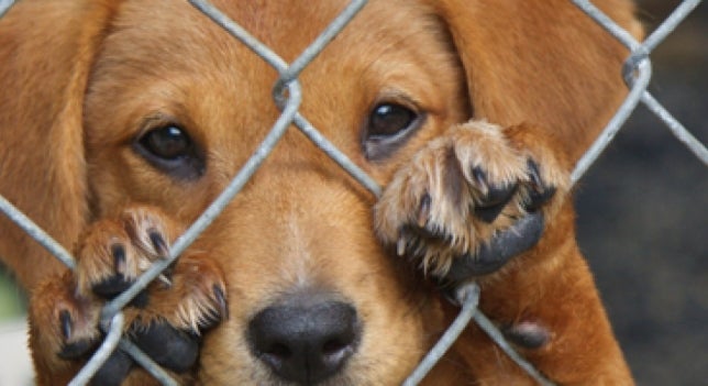 Cerca de 200.000 animales de compañía son abandonados cada año en España Cerca de 200.000 animales de compañía son abandonados cada año en España