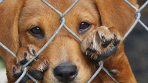 Un perro abandonado en un refugio
