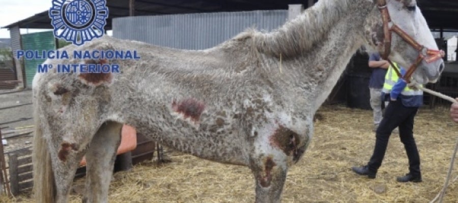 Uno de los caballos desnutridos encontrados en Málaga | Uno de los caballos desnutridos encontrados en Málaga |