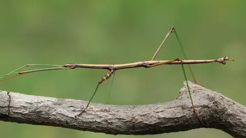 Insecto palo Insecto palo