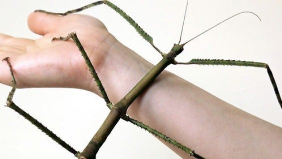 Descubren en China el insecto más largo del mundo Descubren en China el insecto más largo del mundo