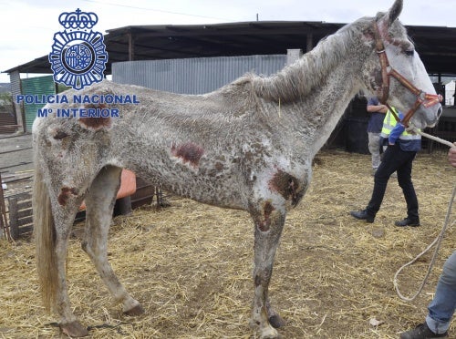 Detienen a los propietarios de 22 equinos y 4 perros por maltrato animal Detienen a los propietarios de 22 equinos y 4 perros por maltrato animal